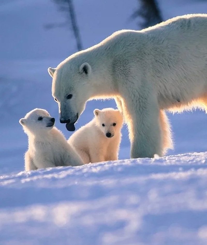 gấu bắc cực 6