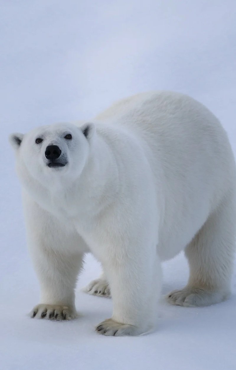 gấu bắc cực 8