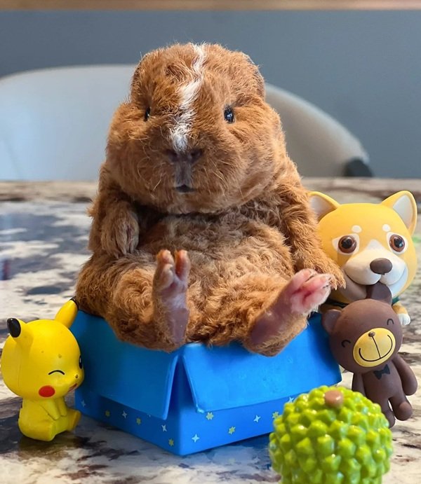 gấu bông capybara 25