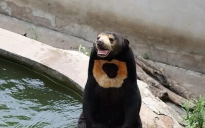 184+ Gấu chó – Hình ảnh loài động vật hoang dã độc đáo