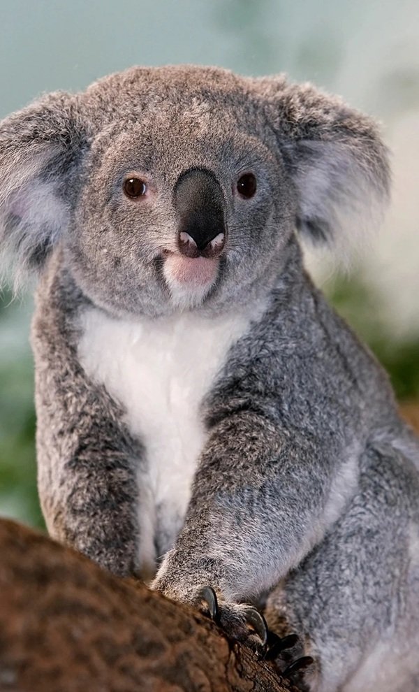 gấu koala 16