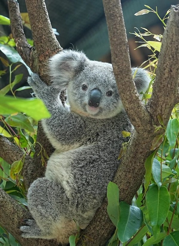 gấu koala 2