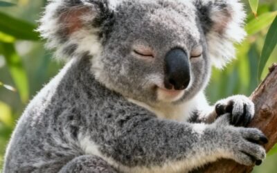 312+ Gấu Koala Dễ Thương – Hình Ảnh Đáng Yêu Nhất