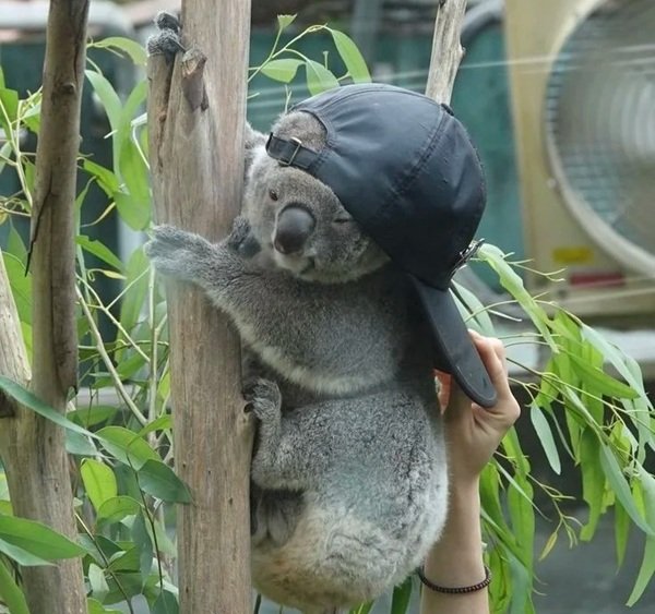 gấu koala 28