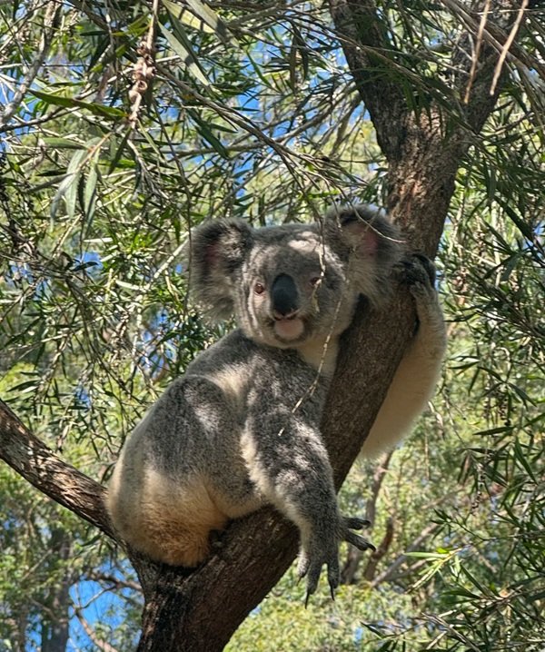 gấu koala 3