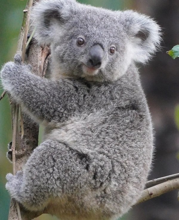 gấu koala 31