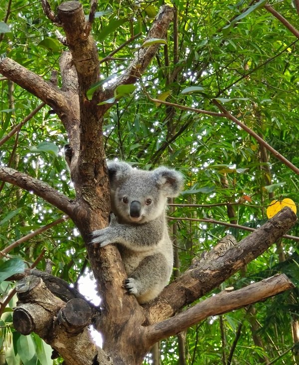 gấu koala 32