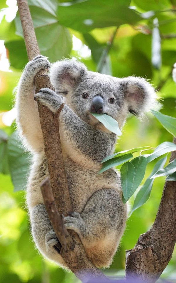 gấu koala 6