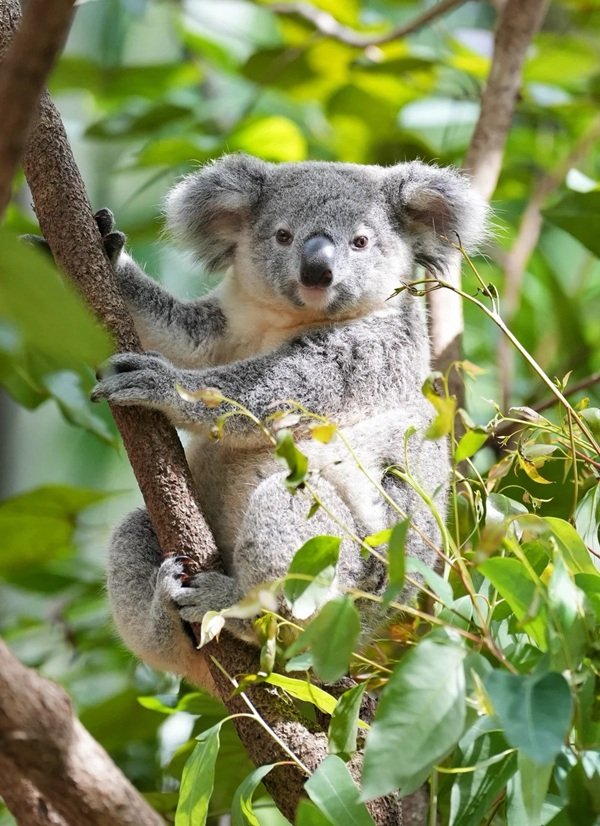 gấu koala 7