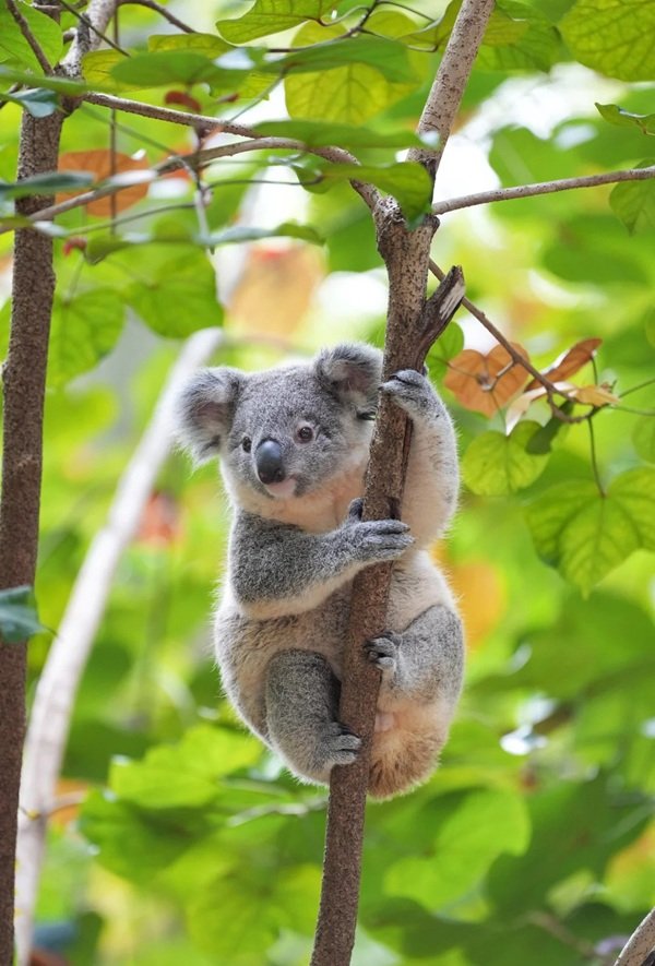 gấu koala 8