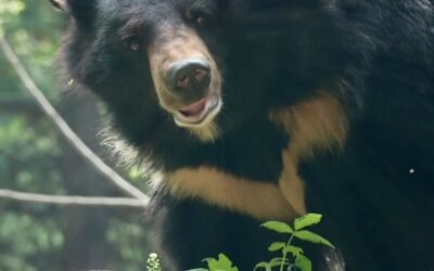 165+ Gấu ngựa – Hình ảnh chân thực và sinh động