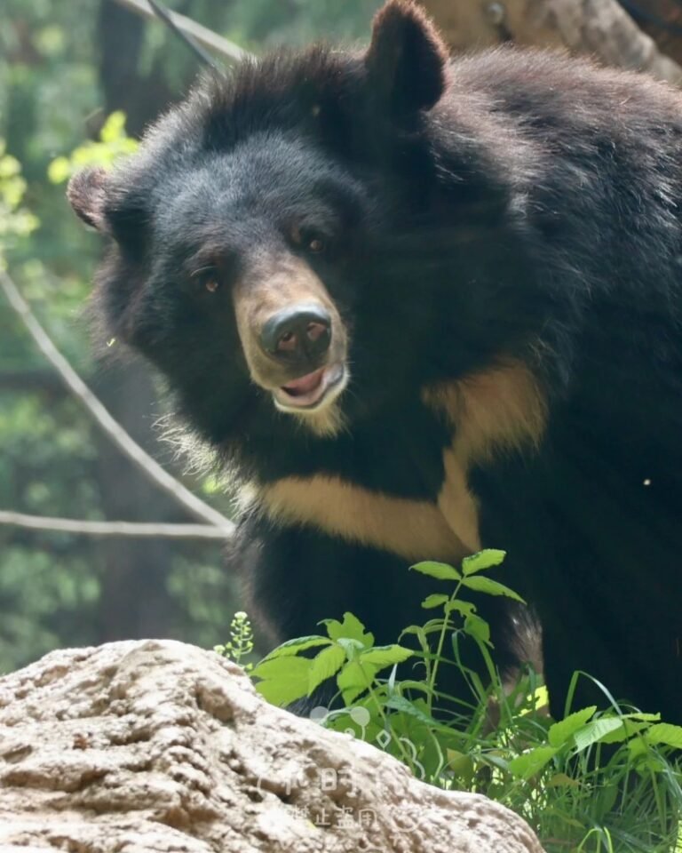 165+ Gấu ngựa – Hình ảnh chân thực và sinh động