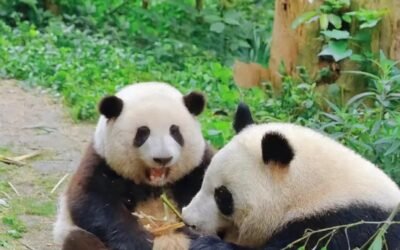 78+ Gấu trúc dễ thương – Biểu tượng động vật được yêu thích