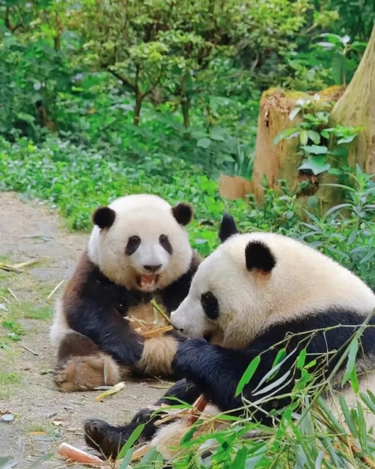 78+ Gấu trúc dễ thương – Biểu tượng động vật được yêu thích