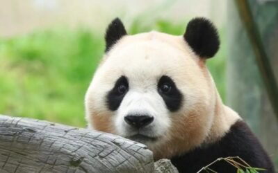 140+ Ảnh gấu trúc cute với biểu cảm dễ thương tự nhiên