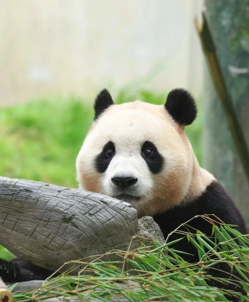 140+ Ảnh gấu trúc cute với biểu cảm dễ thương tự nhiên