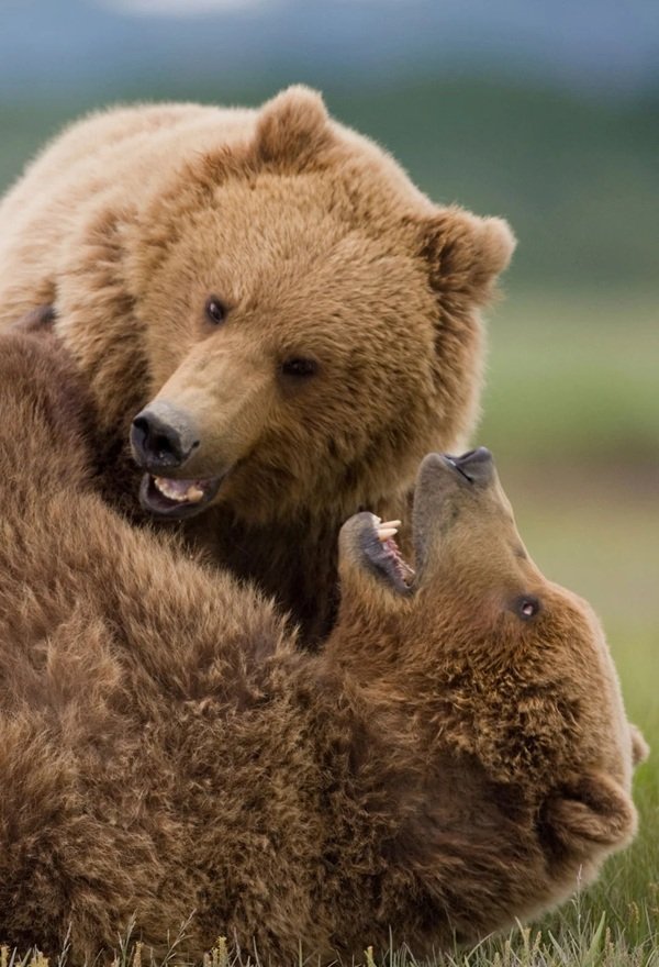 149+ Ảnh gấu xám – Hình ảnh chân thực loài gấu hoang dã