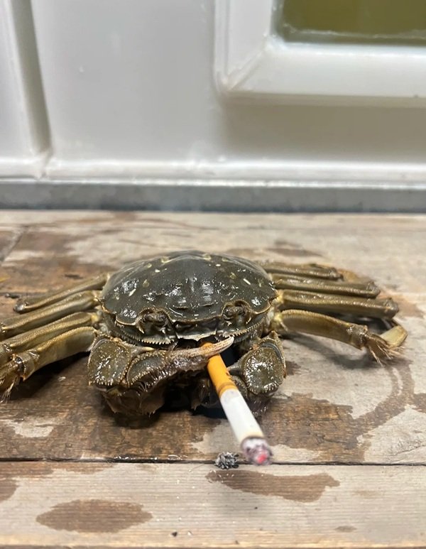 hình ảnh bựa 10