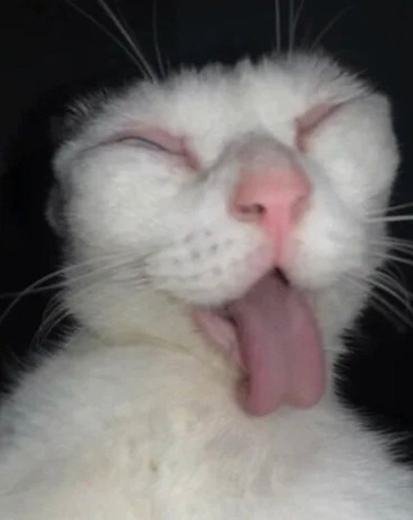 hình ảnh bựa 13