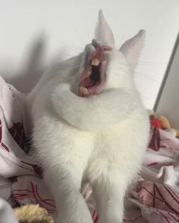 hình ảnh bựa 14