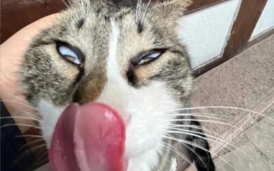 86+ Hình ảnh bựa – Khoảnh khắc hài hước khó đỡ