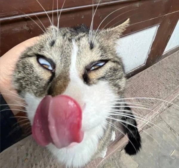 hình ảnh bựa 15