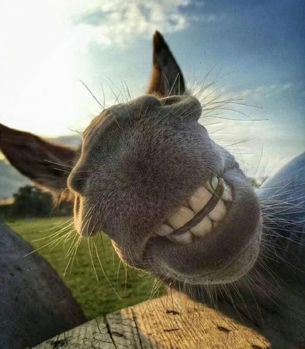 hình ảnh bựa 18