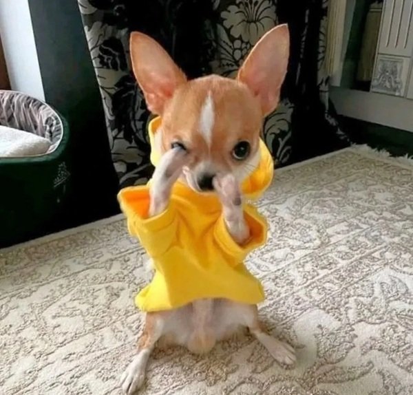 hình ảnh bựa 24