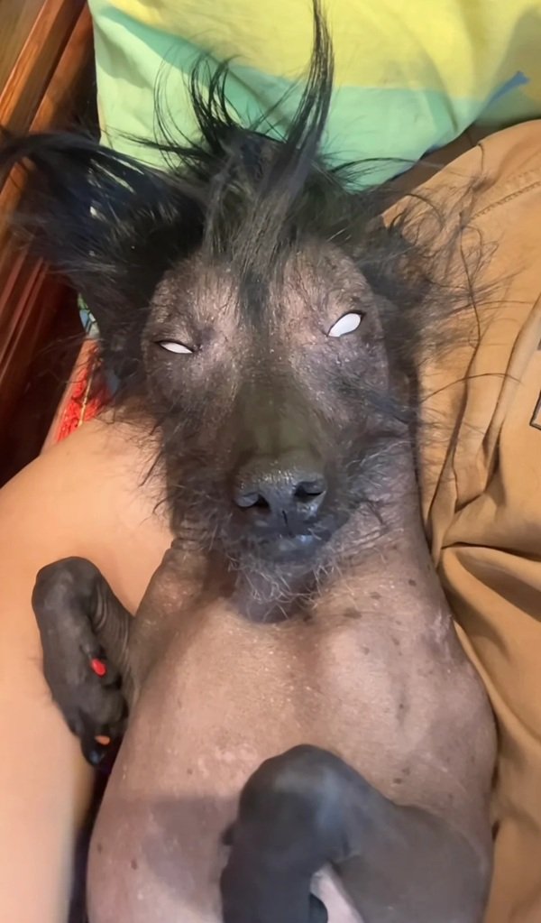 hình ảnh bựa 27