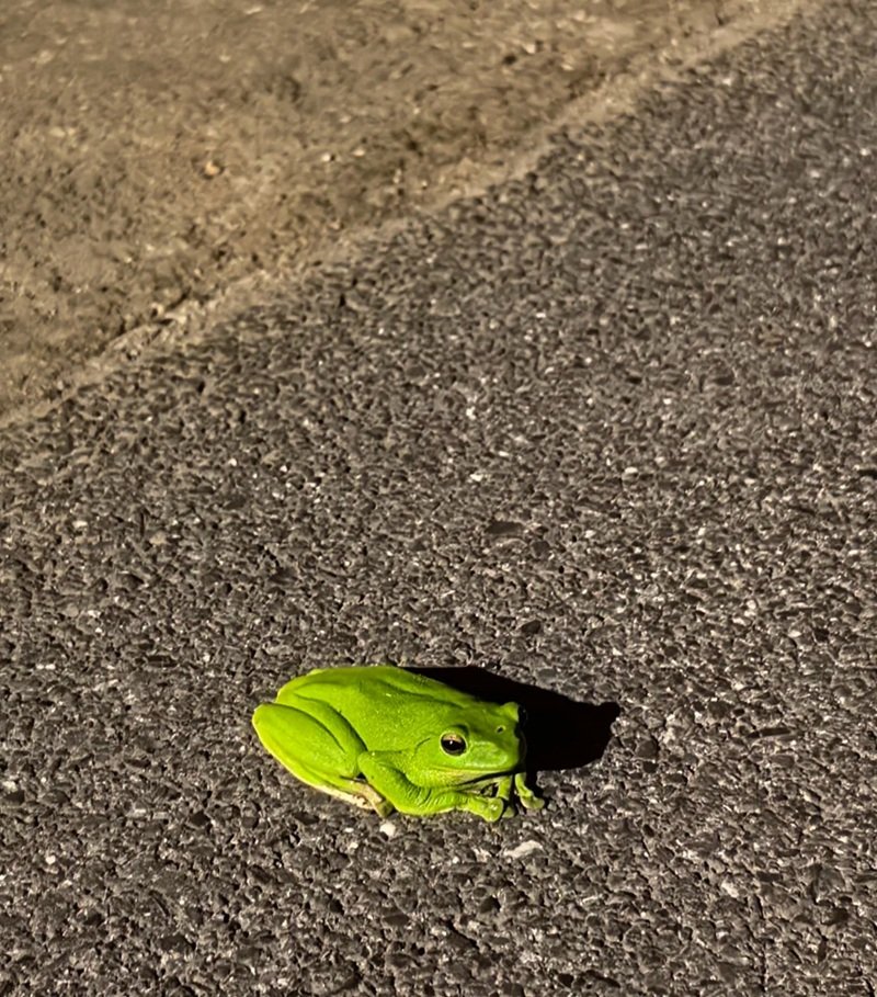 hình ảnh con ếch xanh 2