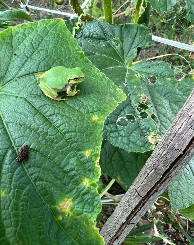 hình ảnh con ếch xanh 20
