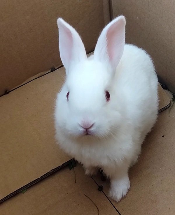 hình ảnh con thỏ cute 17