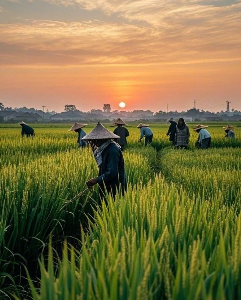 hình ảnh nghề nông 10