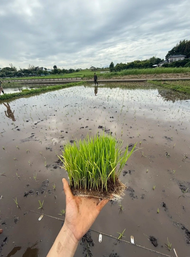 hình ảnh nghề nông 11