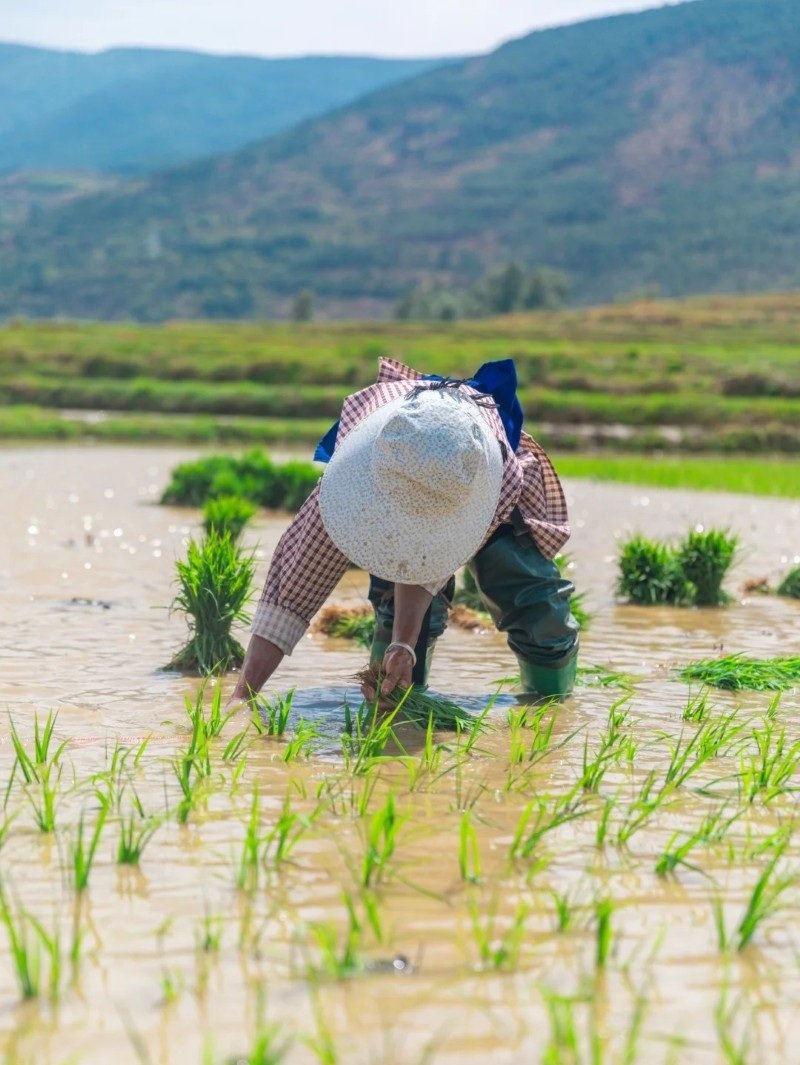 hình ảnh nghề nông 12