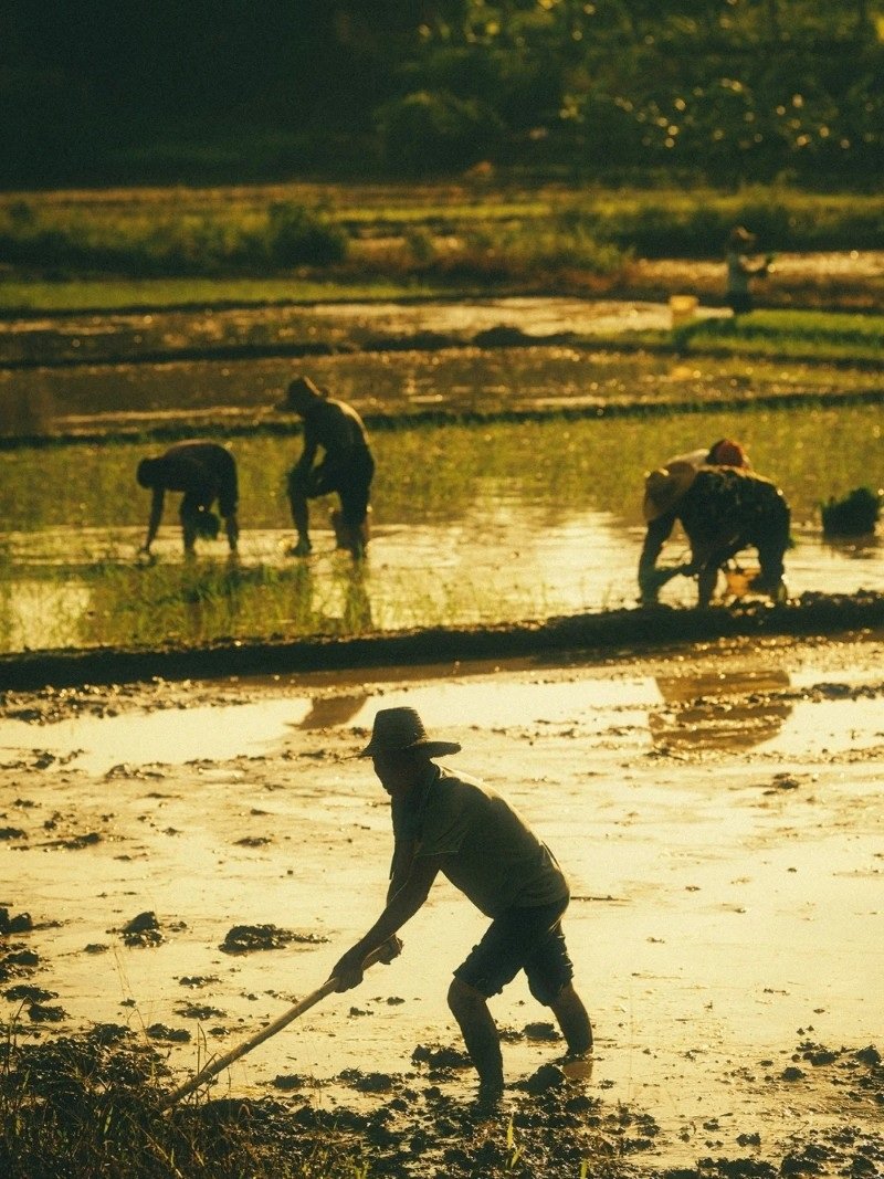 hình ảnh nghề nông 20