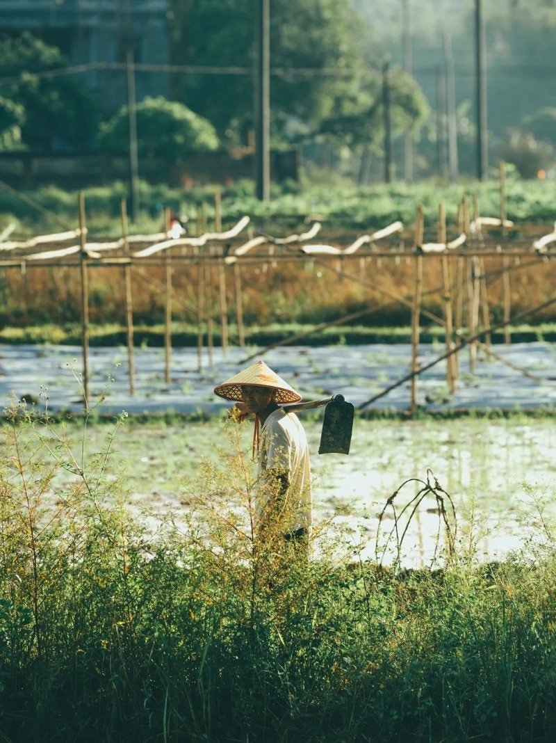 hình ảnh nghề nông 22