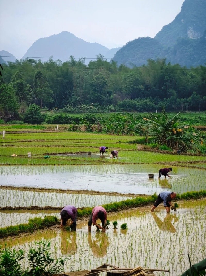 hình ảnh nghề nông 25