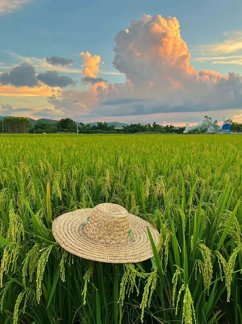 hình ảnh nghề nông 26