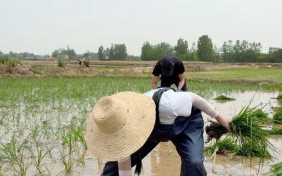 124+ Hình Ảnh Nghề Nông Mộc Mạc, Gắn Liền Với Cuộc Sống Quê