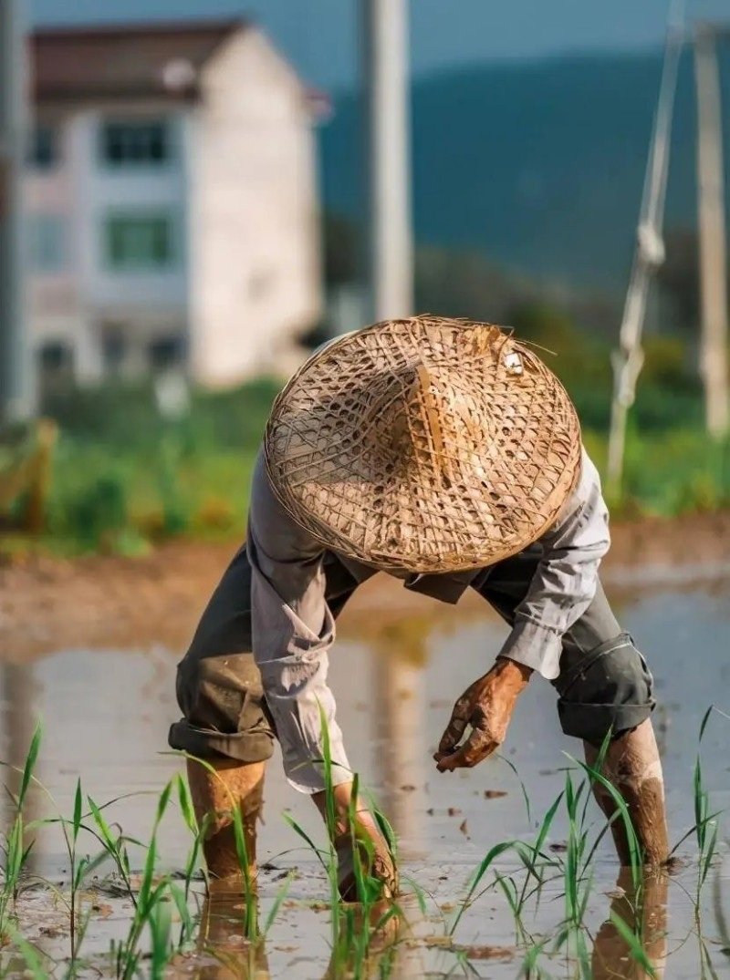 hình ảnh nghề nông 3