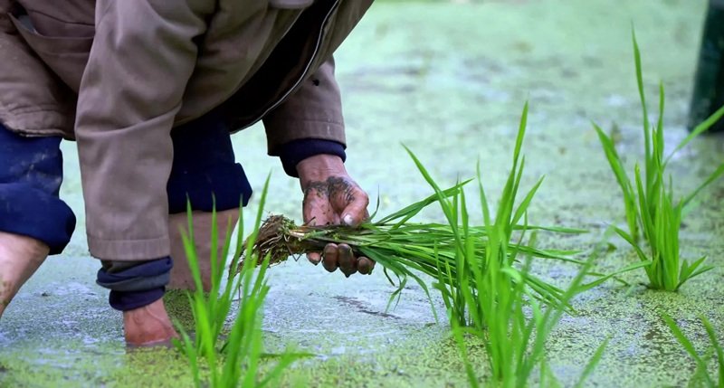 hình ảnh nghề nông 30