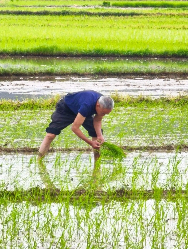 hình ảnh nghề nông 32