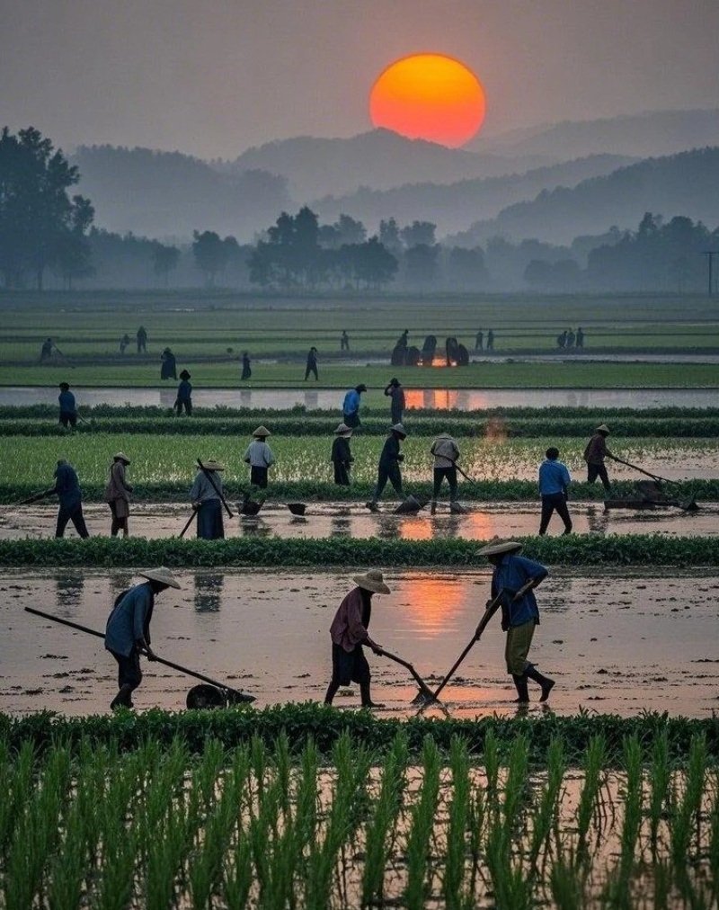 hình ảnh nghề nông 8