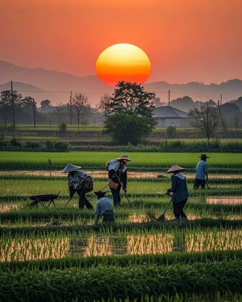 hình ảnh nghề nông 9