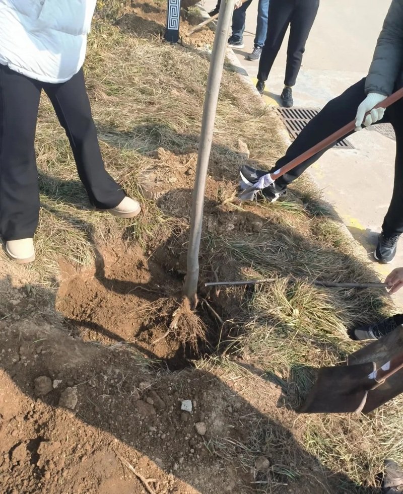 hình ảnh trồng cây 1