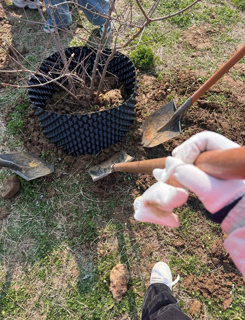 hình ảnh trồng cây 12