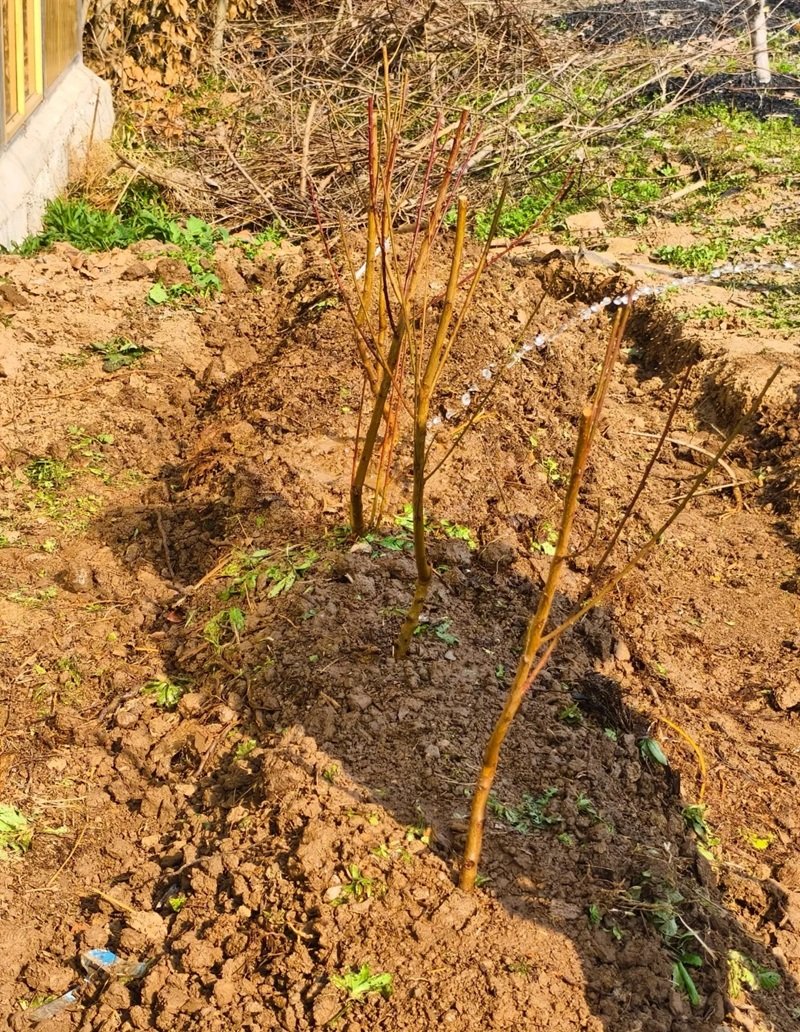 hình ảnh trồng cây 17