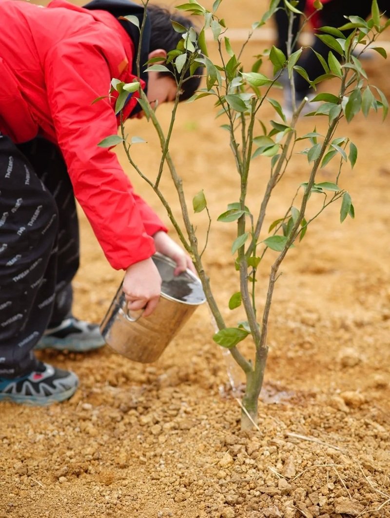 hình ảnh trồng cây 18