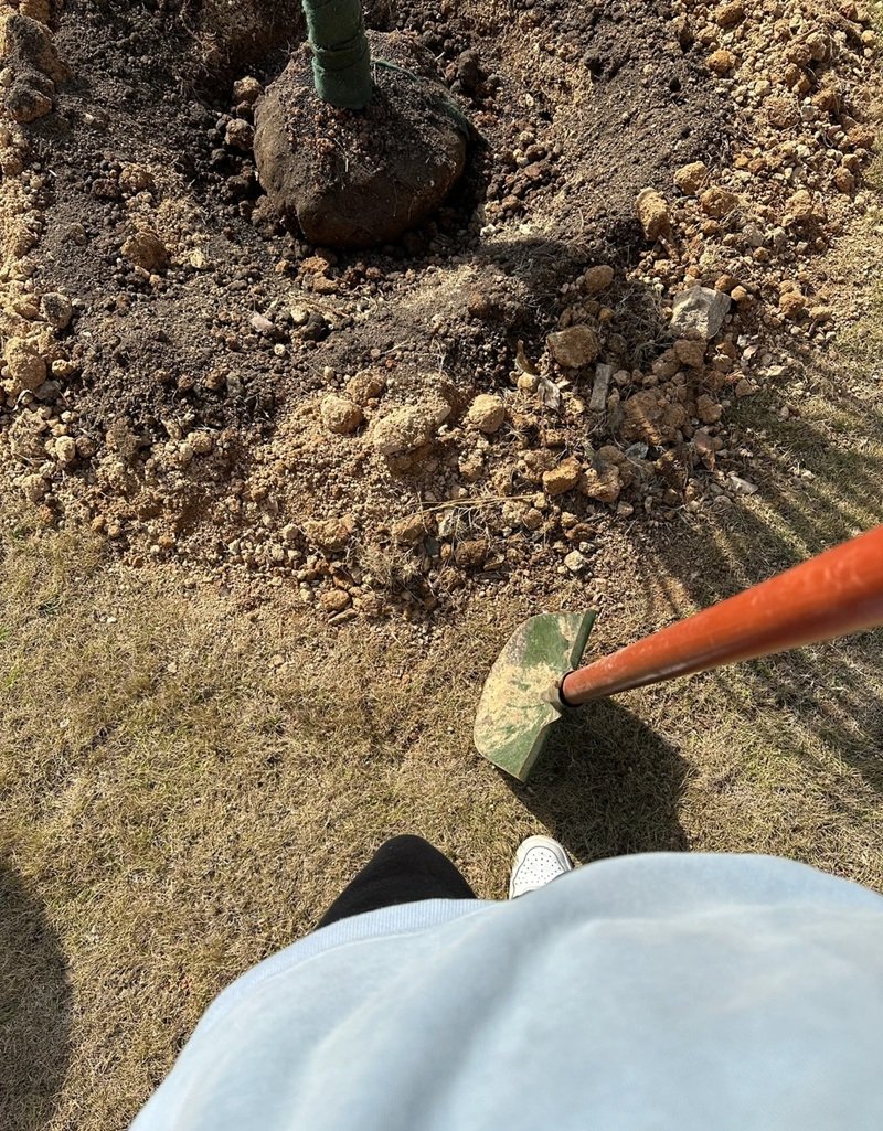 hình ảnh trồng cây 21